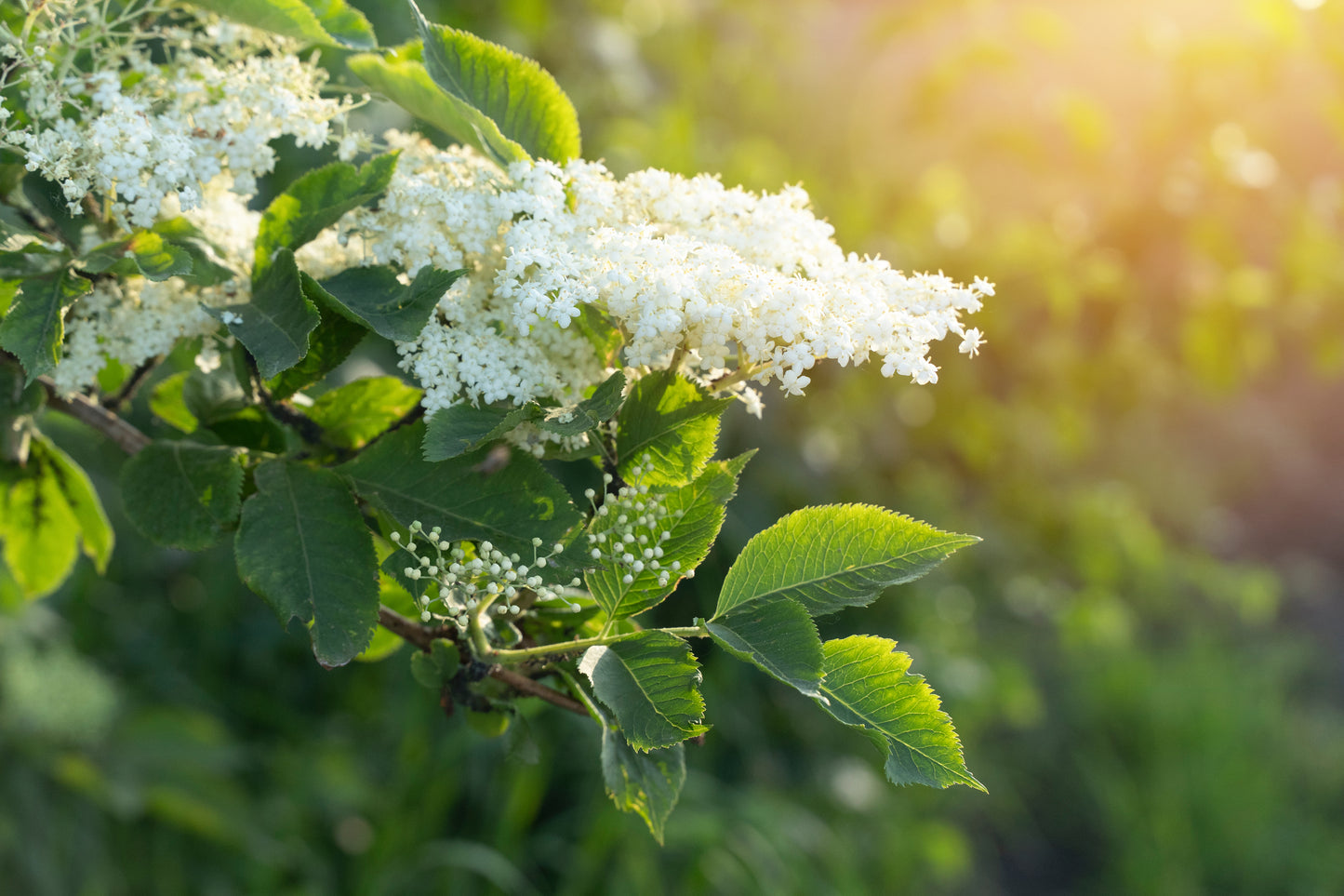 Elderberry cutting (Sambucus canadensis)