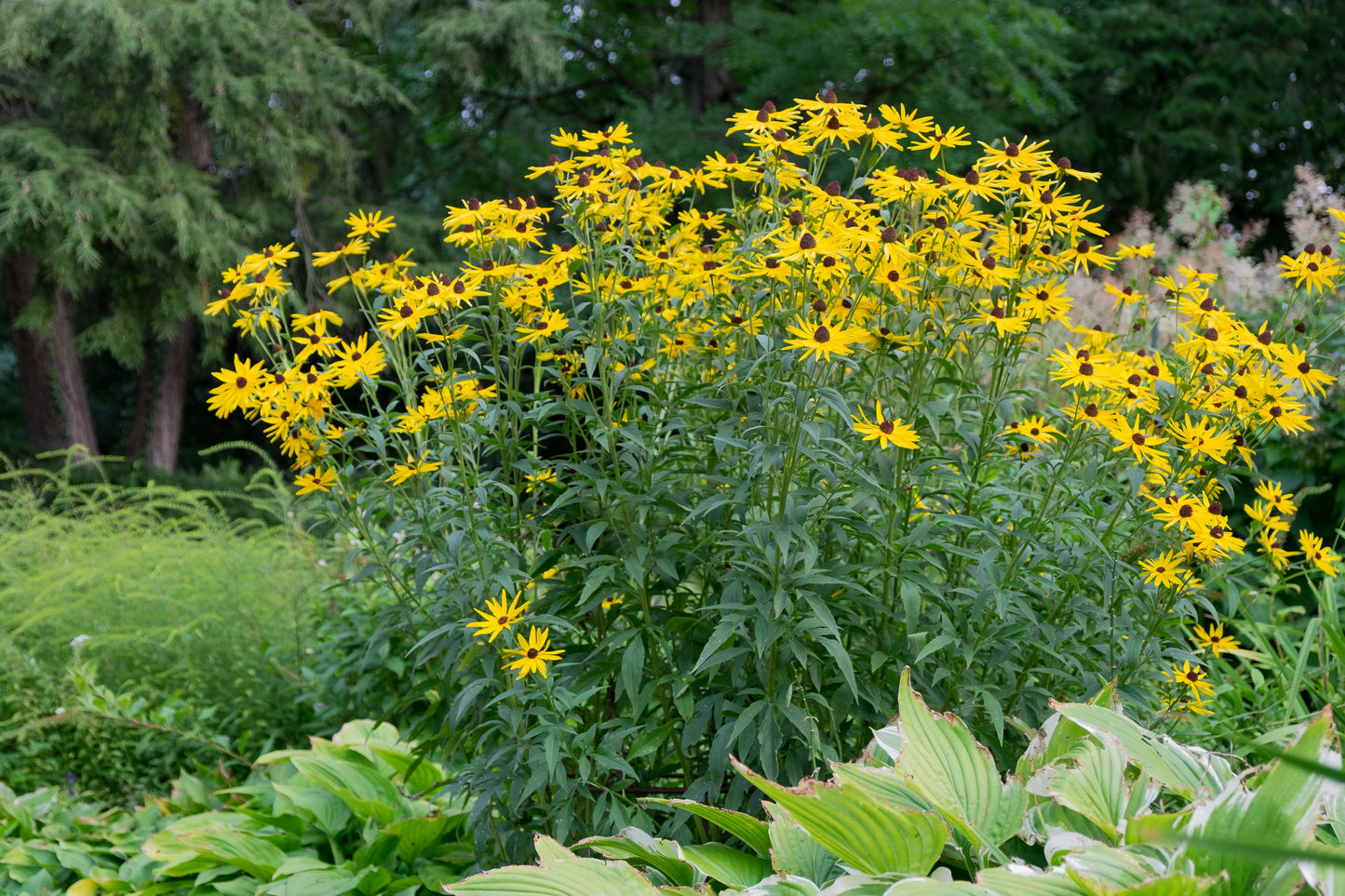 Sweet Black Eyed Susan (Rudbeckia subtomentosa)