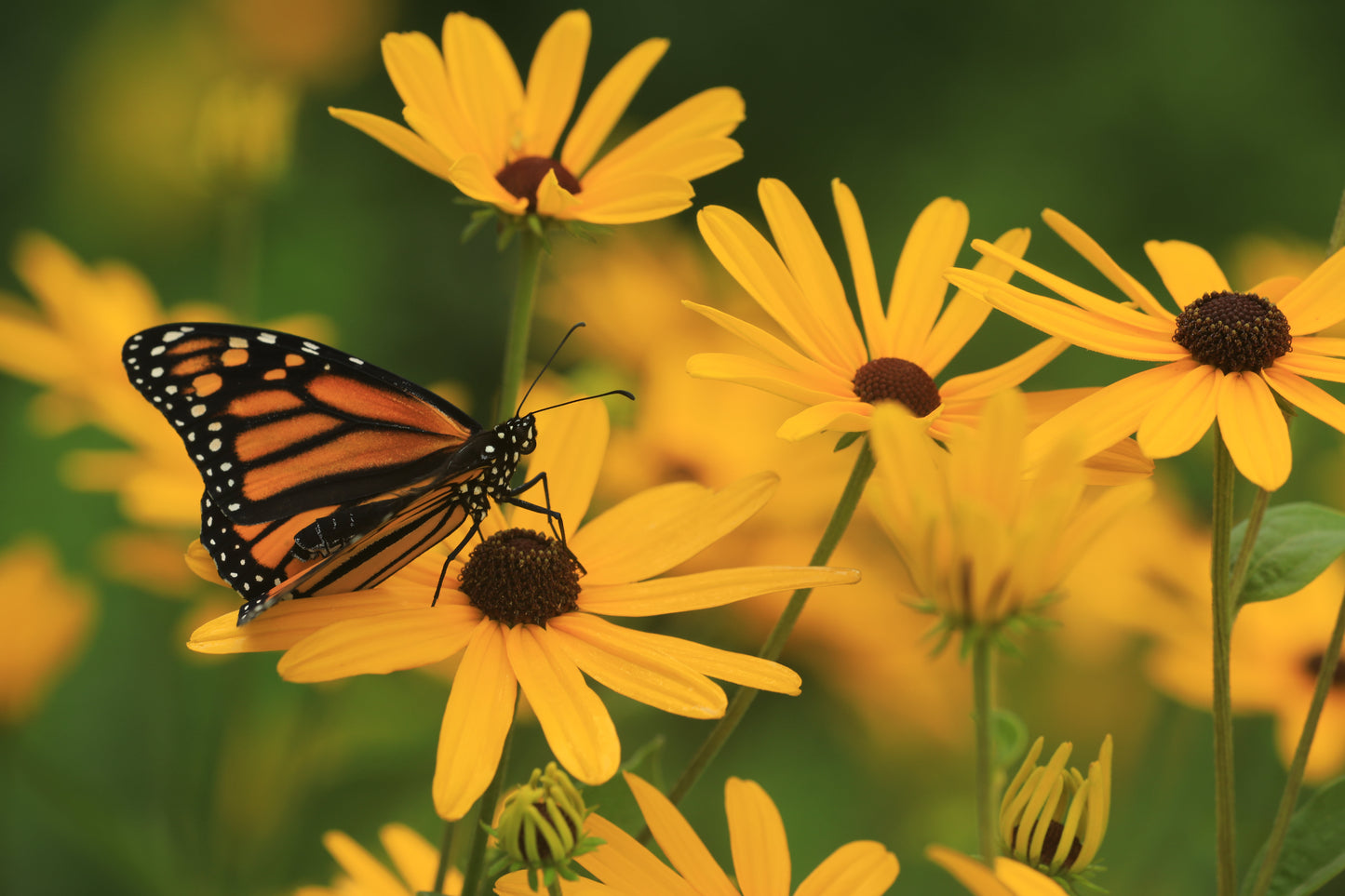 Sweet Black Eyed Susan (Rudbeckia subtomentosa)
