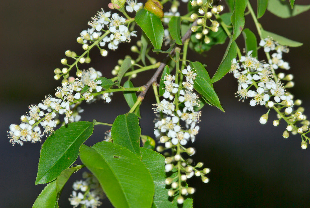 Black Cherry (Prunus serotina)