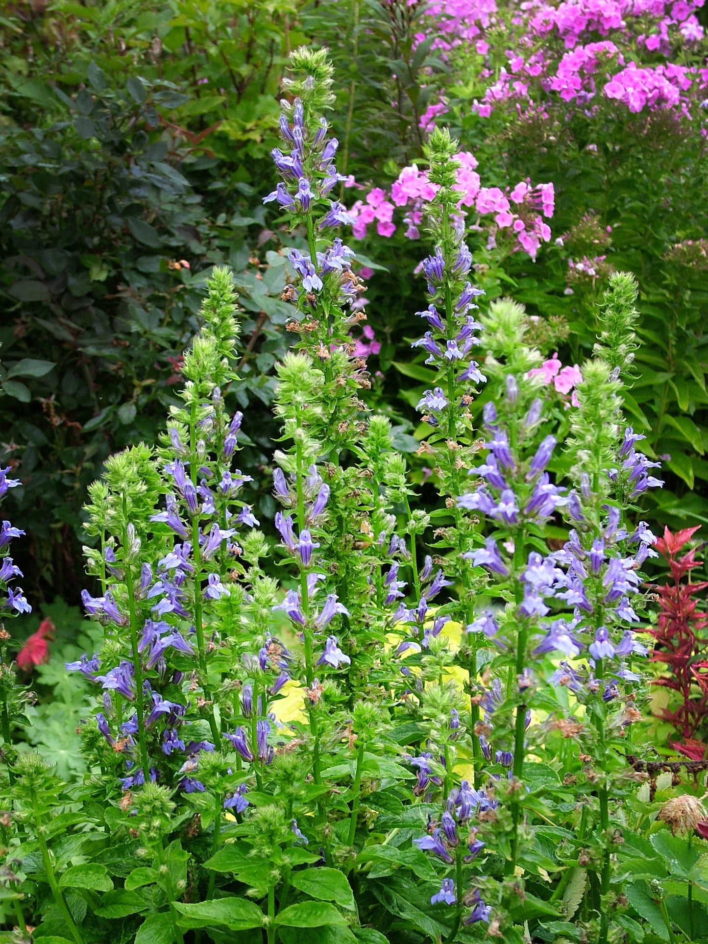 Great Blue Lobelia (Lobelia siphilitica)