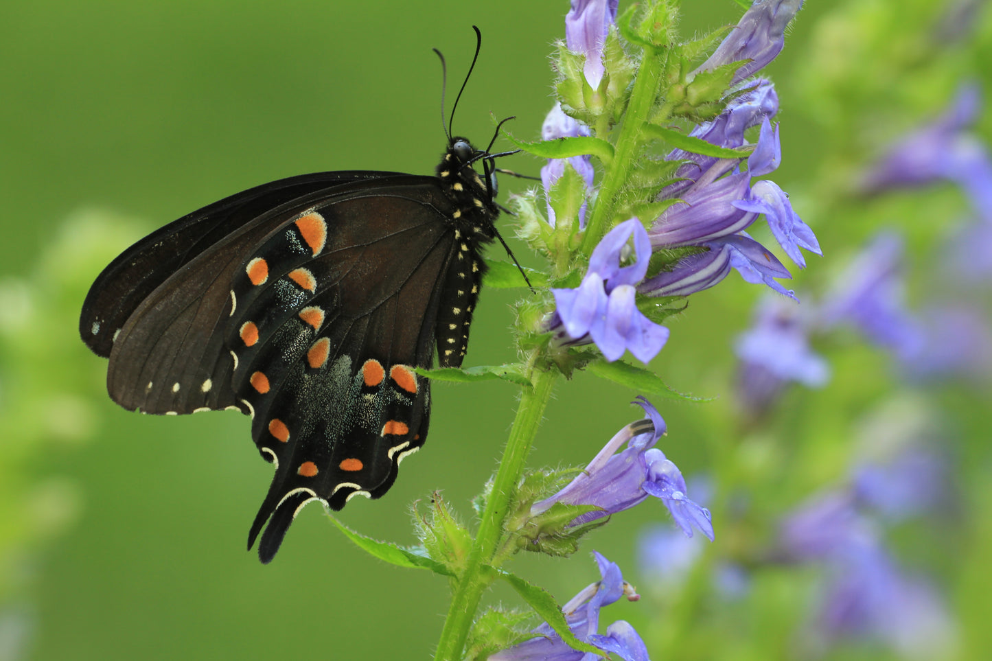 Great Blue Lobelia (Lobelia siphilitica)