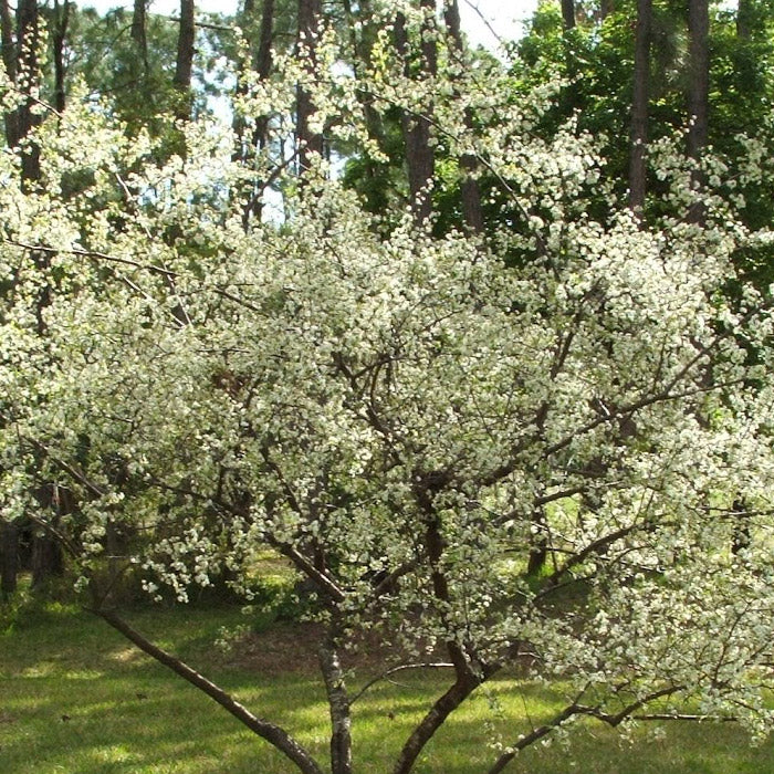 Chickasaw Plum (Prunus angustifolia)