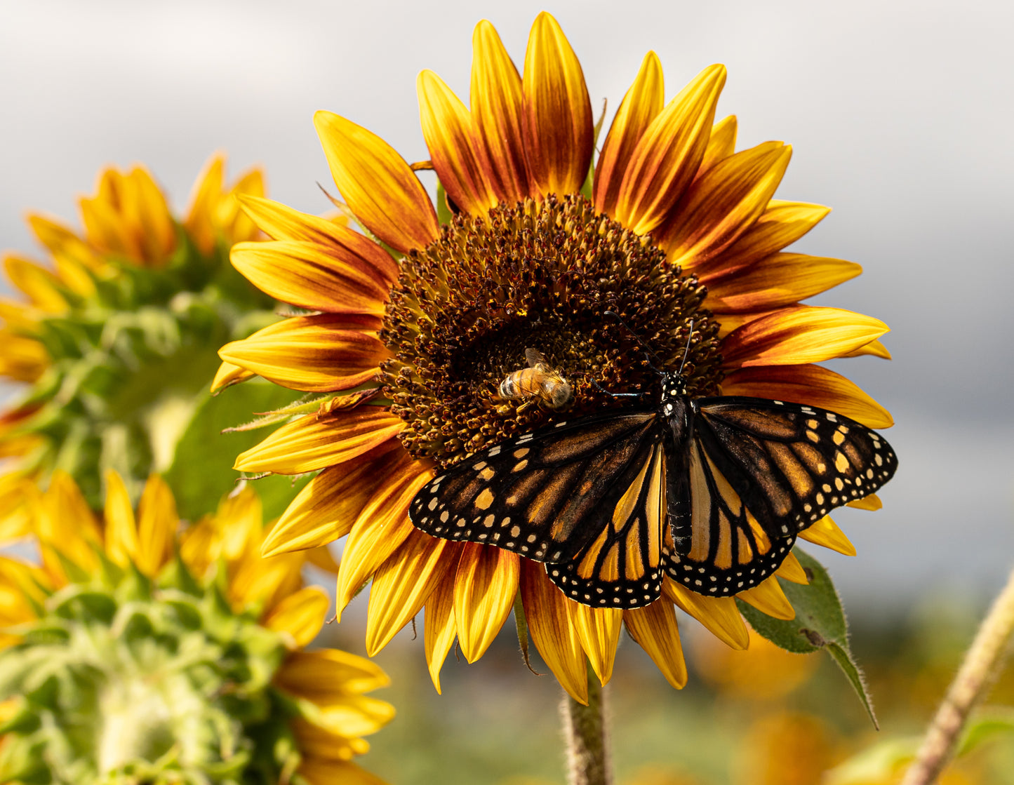 U-Cut Sunflowers