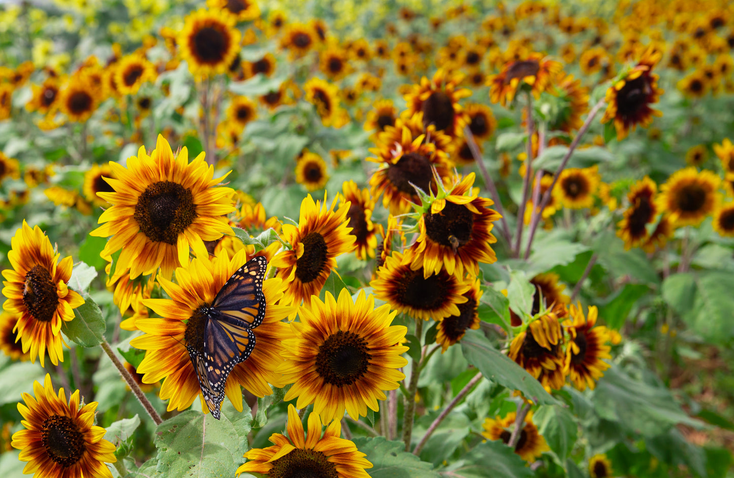 U-Cut Sunflowers