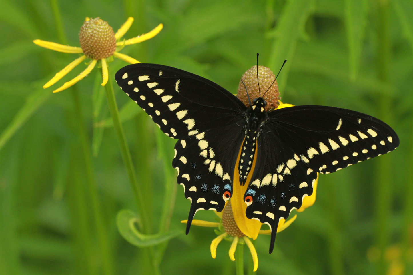 Yellow Coneflower (Ratibida pinnata)