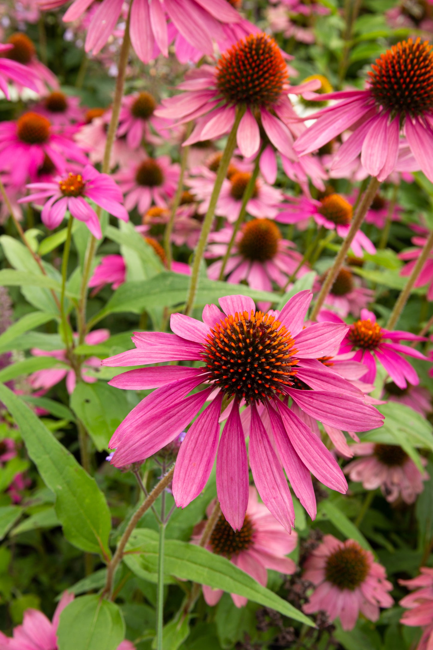 Tennessee Coneflower (Echinacea tennesseensis) – Mariposa Meadow