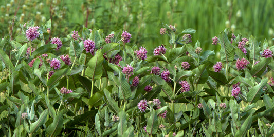 Common Milkweed (Ascleplas Syraca)