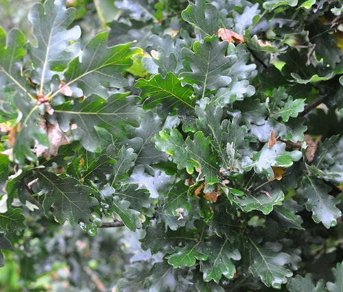 White Oak (Quercus alba)