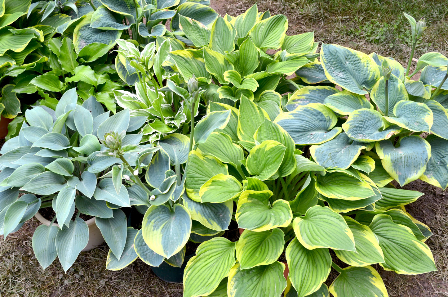 Hosta, unnamed, assorted