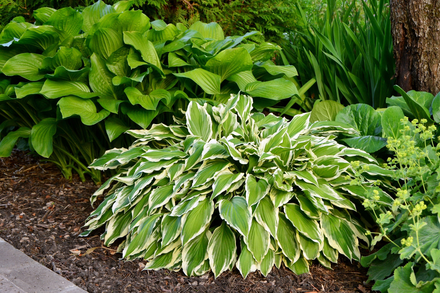 Hosta, unnamed, assorted